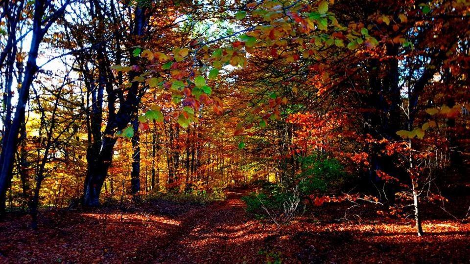 Vlasinski Vrtovi Власина Рид Екстериор снимка